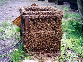 蜂箱に群がるミツバチ